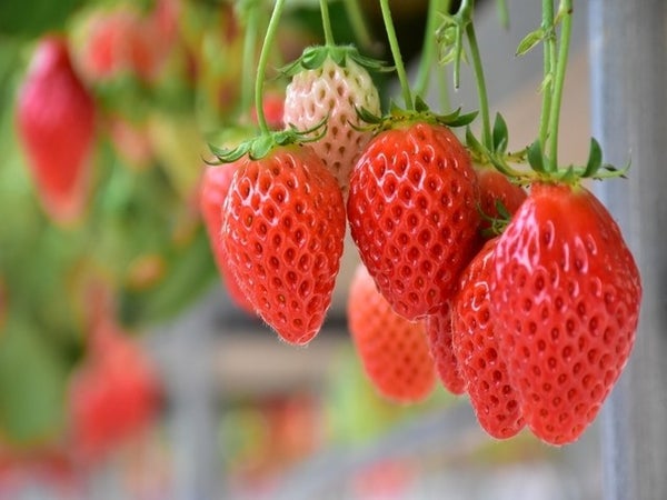 ■【山梨】ハイジの村でスイス&甲州郷土料理ビュッフェ♪旬のいちご狩り園内食べ放題&大人気『桔梗信玄餅の詰め放題』も!2